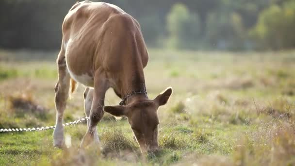 Wassen Van Huiskoeienweiden Grasland Met Groen Gras — Stockvideo