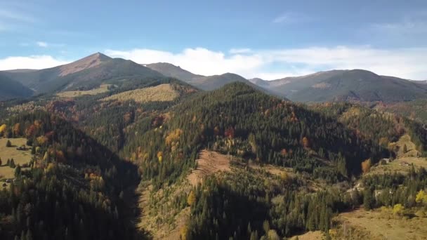 Aerial View Autumn Mountain Landscape Evergreen Pine Trees Yellow Fall — Stock Video