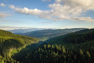 Yazın yeşil ladin ormanlarıyla kaplı yeşil dağ tepelerinin havadan görünüşü..