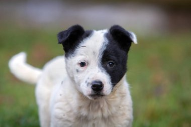 Yazın açık havada yeşil çimlerde oturan sevimli yavru köpek..