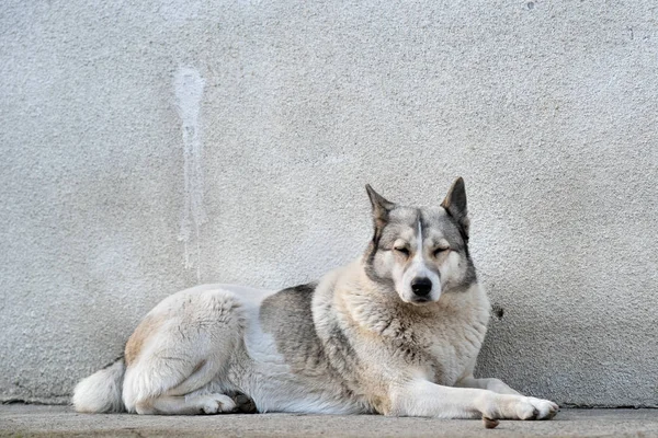 犬の肖像 西シベリアLica屋外の庭に座って — ストック写真