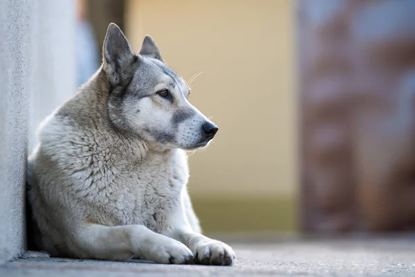 犬の肖像 西シベリアLica屋外の庭に座って — ストック写真