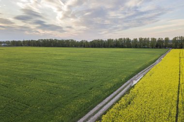 Mavi gökyüzü kopya uzay arka plan üzerinde çiçekli kolza bitkileri ile yeşil alanlarda yağmur su birikintileri ile düz zemin yolu havadan görünümü. Drone fotoğrafçılığı.
