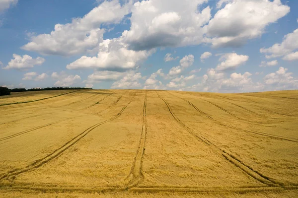 Luftaufnahme Der Gelben Landwirtschaft Weizenfeld Bereit Für Die Ernte Spätsommer — Stockfoto