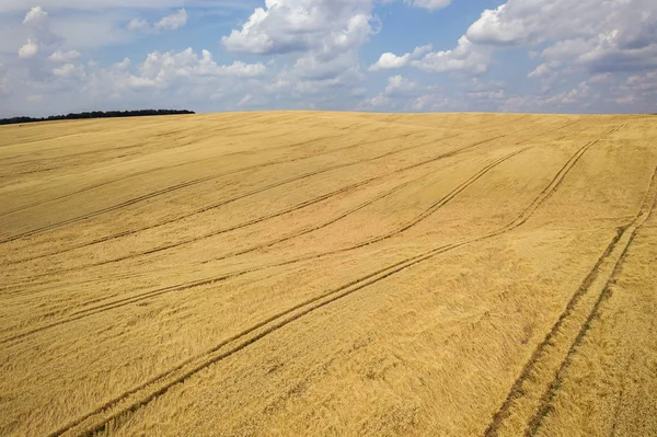 Letecký Pohled Pole Žluté Pšenice Připravené Sklizni Koncem Léta — Stock fotografie