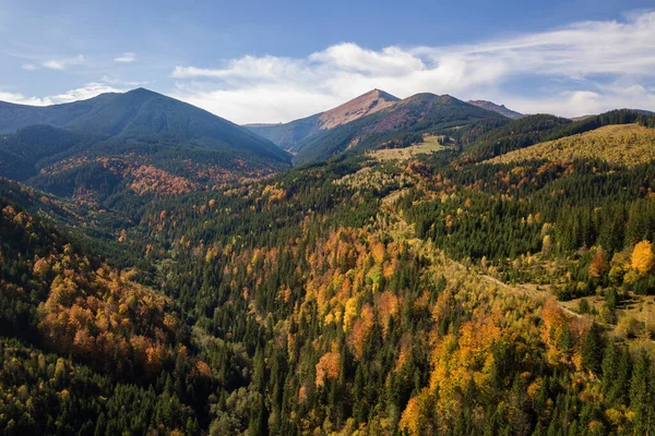 Aerial View Autumn Mountain Landscape Evergreen Pine Trees Yellow Fall — Stock Photo, Image