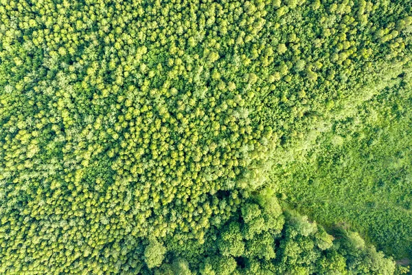 Yeşil Yaz Ormanlarının Yukarıdan Görünüşü Bir Sürü Taze Ağaç — Stok fotoğraf