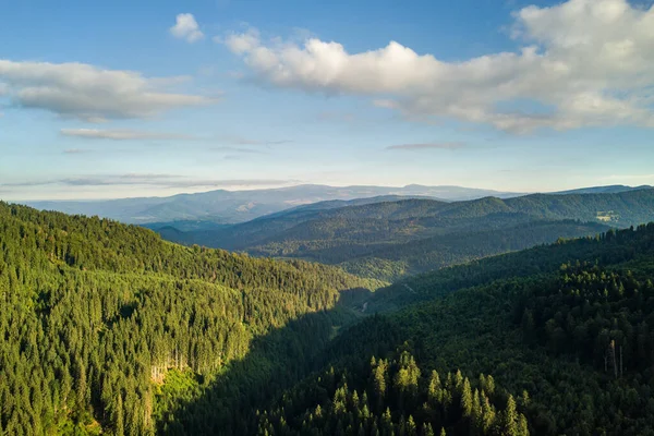 Aerial View Green Mountain Hills Covered Evergreen Spruce Forest Summer — Stock Photo, Image