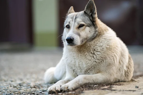 Bir Köpek Portresi Batı Sibirya Laika Bir Bahçede Oturuyor — Stok fotoğraf