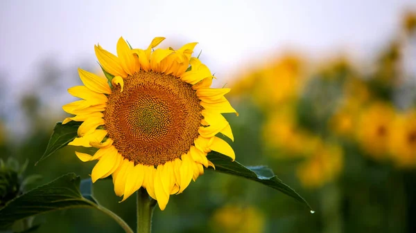 Zblízka Žluté Slunečnice Zeleném Letním Poli — Stock fotografie