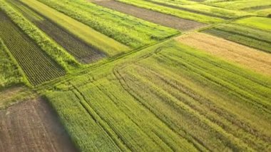 Tohum ekme mevsiminden sonra taze bitki örtüsüyle ilkbaharda yeşil tarım alanlarının havadan görünüşü.