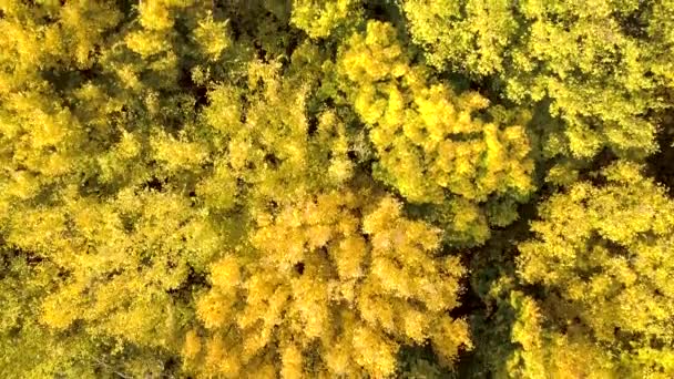 Herfst Bos Met Fel Oranje Gele Bladeren Dicht Bos Bij — Stockvideo