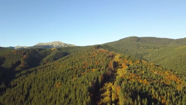 Вид Воздуха Осенний Горный Ландшафт Вечнозелеными Соснами Желтым Осенним Лесом — стоковое видео