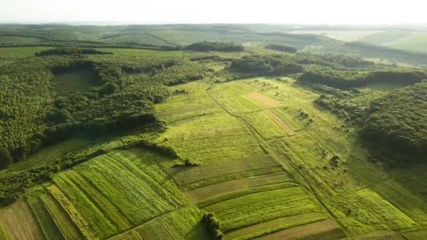 Vista Aérea Arriba Hacia Abajo Del Verde Bosque Verano Con — Vídeos de Stock