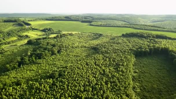 Widok Góry Zielone Letnie Lasy Dużym Obszarem Wycinania Drzew Wyniku — Wideo stockowe