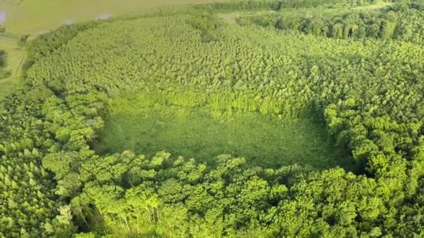 由于全球毁林工业 对大面积砍伐树木的绿色夏季森林进行了自上而下的空中俯瞰 人类对世界生态的有害影响 — 图库视频影像
