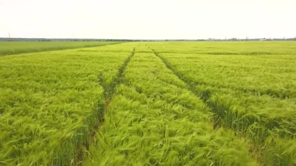Крупним Планом Кадри Дозрівання Свіжої Зеленої Пшениці Фермерському Полі Влітку — стокове відео