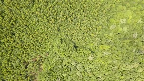 Vista Aérea Cima Para Baixo Floresta Verde Verão Com Muitas — Vídeo de Stock