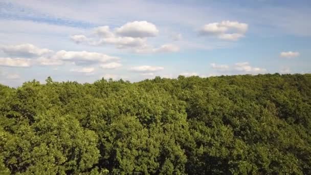 Flygfoto Över Gröna Kullar Och Karpatiska Bergen Täckt Med Vintergröna — Stockvideo