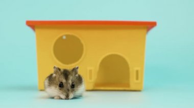 Küçük, komik, minyatür, keş bir hamsterın küçük, sarı, plastik bir fare evinde oturması. Tüylü ve sevimli Dzhungar faresi evde.