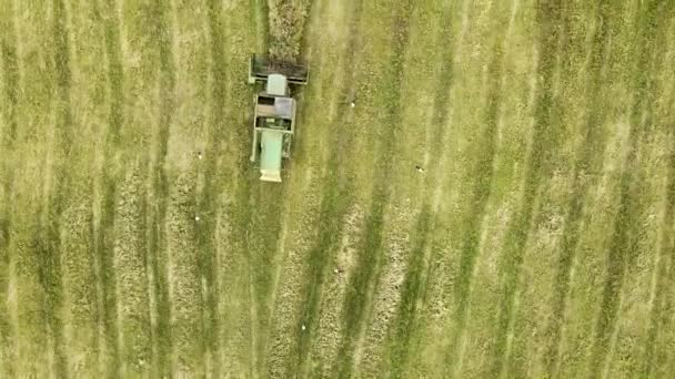 Widok Lotu Ptaka Kombajn Zbożowy Zbierający Duże Dojrzałe Pole Pszenicy — Wideo stockowe