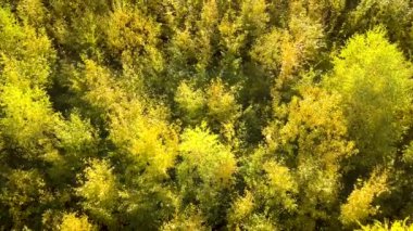 Parlak turuncu ve sarı yapraklı sonbahar ormanı. Güneşli sonbahar havasında sık ağaçlar.