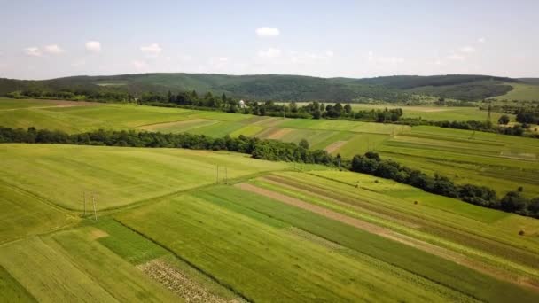 Vista Aérea Campos Agricultura Verde Primavera Com Vegetação Fresca Após — Vídeo de Stock