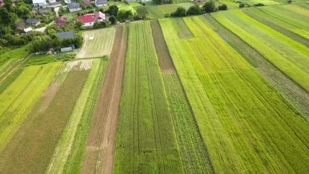 Letecký Pohled Zelená Zemědělská Pole Jaře Čerstvou Vegetací Výsevu — Stock video