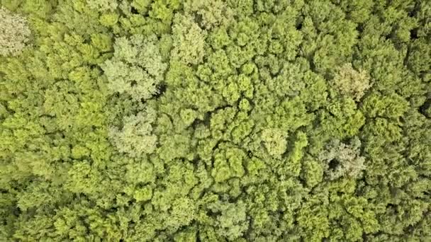 Vista Aerea Dall Alto Verso Basso Della Foresta Verde Estiva — Video Stock