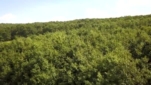 緑豊かな夏の森の空中ビューの上に多くの新鮮な木 — ストック動画