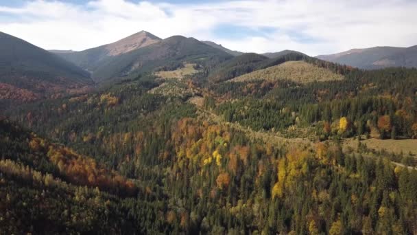 常緑松の木と遠くに雄大な山々と黄色の秋の森と秋の山の風景の空中ビュー — ストック動画