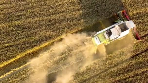 Aerial View Combine Harvester Harvesting Large Golden Ripe Wheat Field — Stock Video