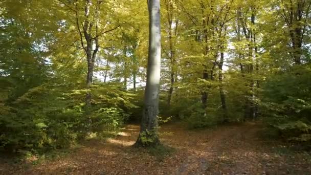 Menina Criança Andando Segurando Floresta Outono Com Folhas Laranja Amarelas — Vídeo de Stock