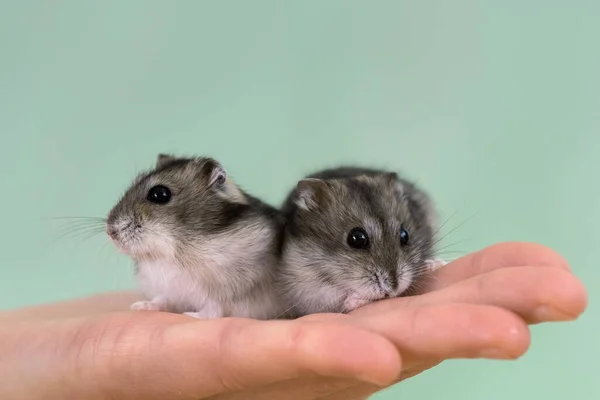 Close Dois Pequenos Hamsters Jungar Miniatura Engraçada Sentados Nas Mãos — Fotografia de Stock