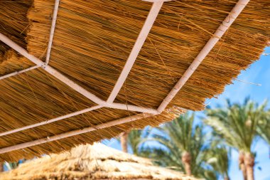 Yazın mavi renkli gökyüzüne karşı tropikal bölgede saman gölgesi şemsiyeler ve taze yeşil palmiye ağaçları..