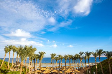 Tropikal bölgede saman gölgesi şemsiyeler ve taze yeşil palmiye ağaçları yazın mavi, canlı gökyüzüne ve uzak okyanus suyuna karşı..