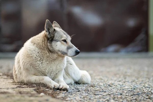 犬の肖像 西シベリアLica屋外の庭に座って — ストック写真