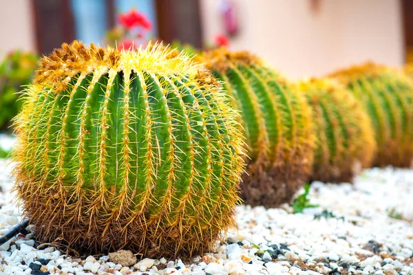 Plantas Cactus Tropicales Redondas Verdes Con Espinas Afiladas Que Crecen —  Fotos de Stock