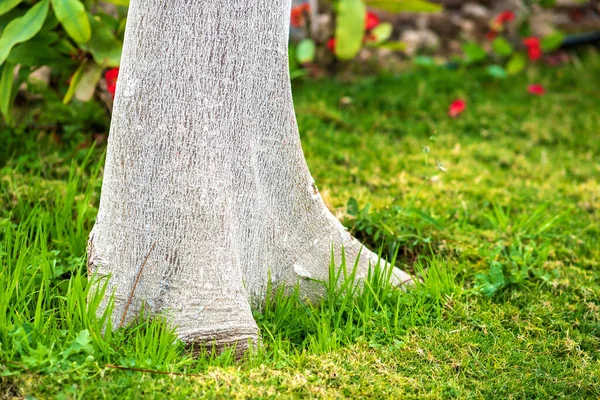 Großaufnahme Eines Großen Baumstammes Auf Grünem Rasen Sommer — Stockfoto