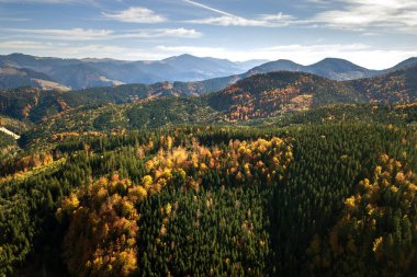 Uçan sonbahar manzarası sonsuz yeşil çam ağaçları ve uzaklıktaki magneztik dağları olan sarı sonbahar ormanı..
