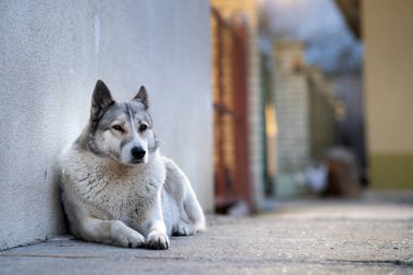 Bir köpek portresi Batı Sibirya Laika bir bahçede oturuyor..