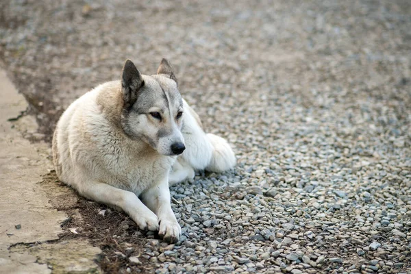 犬の肖像 西シベリアLica屋外の庭に座って — ストック写真