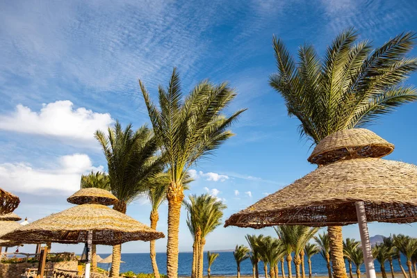 Sombrillas Paja Palmeras Verdes Frescas Región Tropical Contra Cielo Azul — Foto de Stock