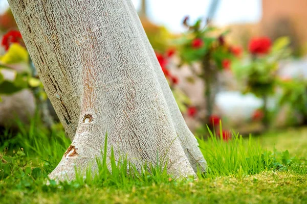 夏には緑の芝生の上で大きな木の幹の閉鎖 — ストック写真