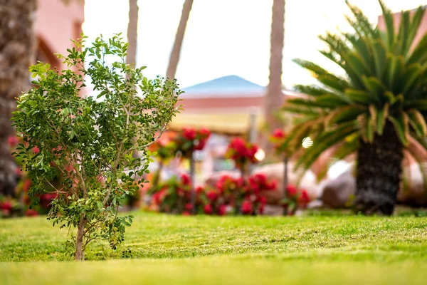 Kleine Grüne Palme Umgeben Von Hell Blühenden Blumen Die Auf — Stockfoto