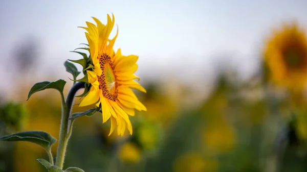 Gros Plan Tournesol Jaune Dans Champ Vert Été — Photo