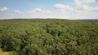 Yeşil yaz ormanlarının yukarıdan görünüşü ve bir sürü taze ağaç..