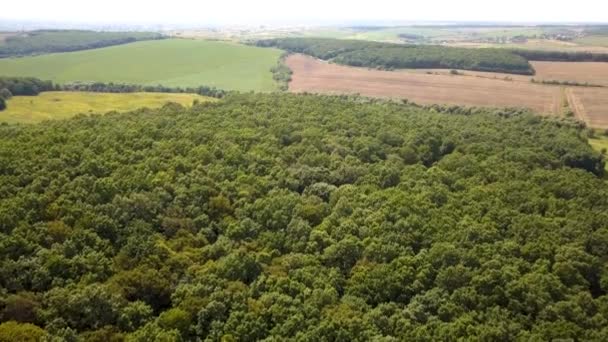 Сверху Вниз Вид Зеленый Летний Лес Многими Свежими Деревьями — стоковое видео