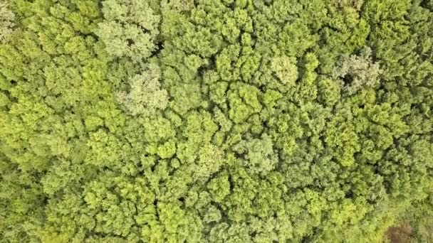 Vista Aérea Cima Para Baixo Floresta Verde Verão Com Muitas — Vídeo de Stock