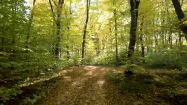 Parlak turuncu ve sarı yapraklı sonbahar ormanı. Güneşli sonbahar havasında sık ağaçlar.